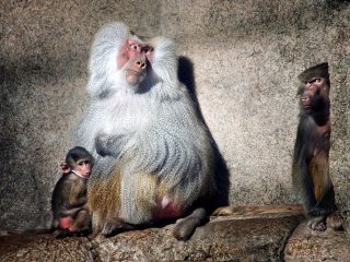 baboons-prospect-park-zoo_36869_990x742.jpg