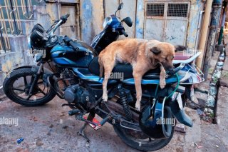 dog-sleeping-on-motorcycle-in-indian-street-2F7GA0E.jpg