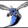 Blue_Hornet